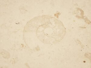 stone-28